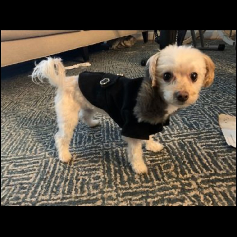 Black Dressy Pea coat with fuzzy collar for your dog!